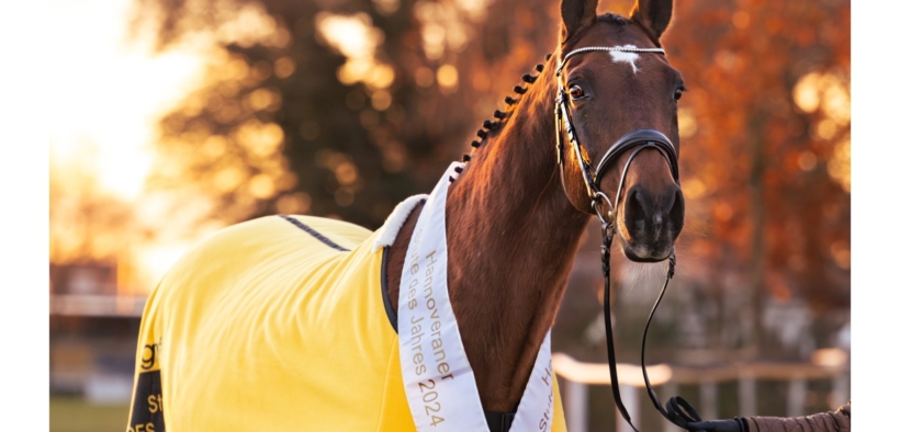 Salto, Starlight cavalla Hannover dell'anno 1