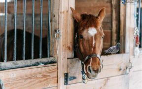 Salute del cavallo: cos'è la febbre del piccione?