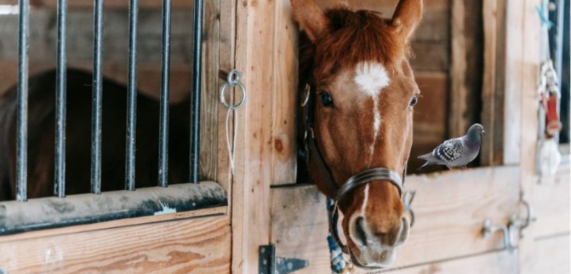 Salute del cavallo: cos'è la febbre del piccione?