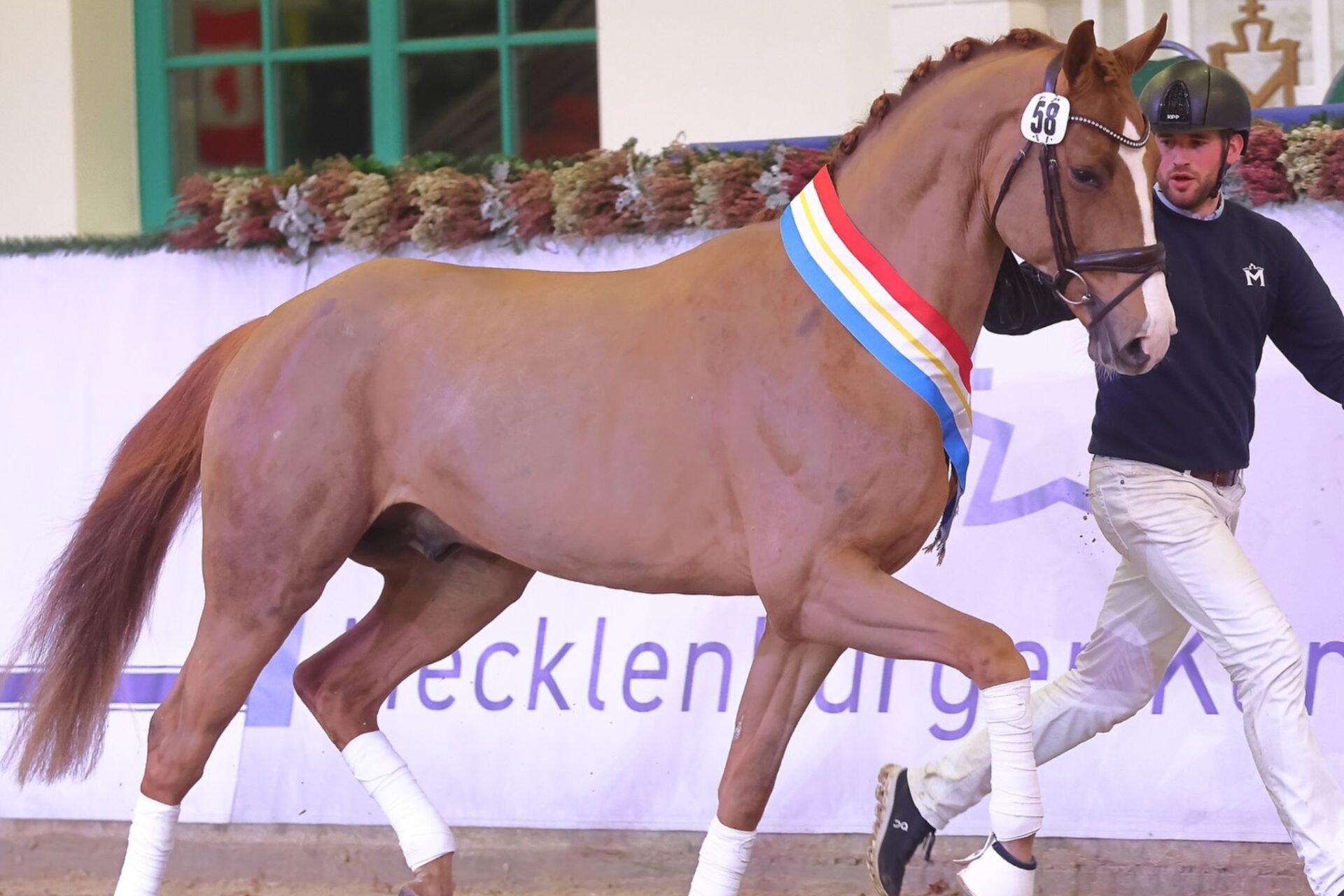 Un figlio di Debutant PS è Campione della Licenza Stalloni Mecklenburg