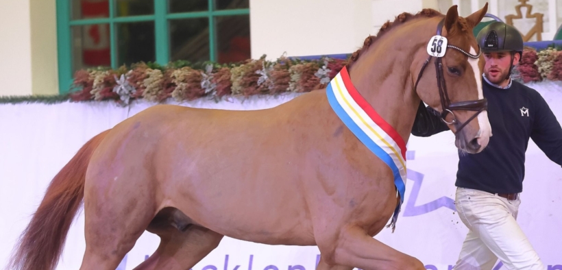 Un figlio di Debutant PS è Campione della Licenza Stalloni Mecklenburg