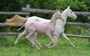 Consanguineità fino alla sindrome del puledro nudo (NFS): cosa ci dice la scienza