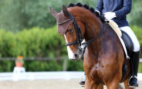 Dressage: la Svizzera introduce un nuovo metodo di giudizio
