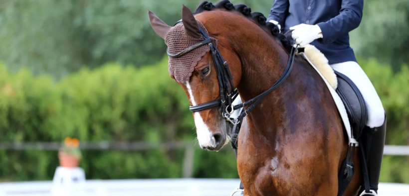 Dressage: la Svizzera introduce un nuovo metodo di giudizio