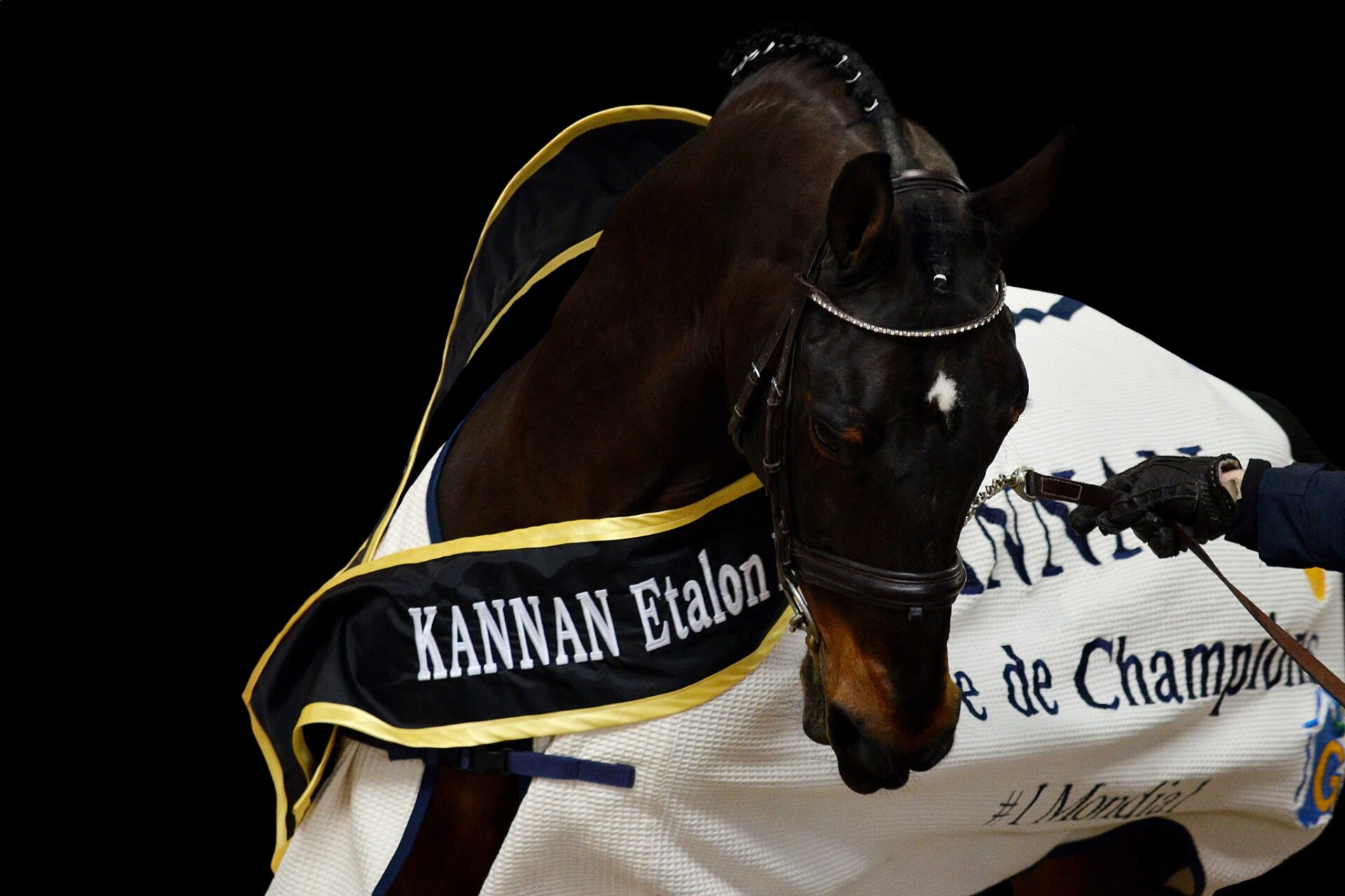 Ecco le classifiche WBFSH Top Sire & Studbook del 2024 3