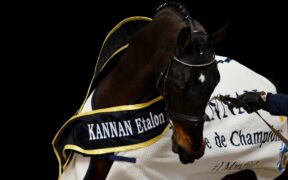 Ecco le classifiche WBFSH Top Sire & Studbook del 2024 3