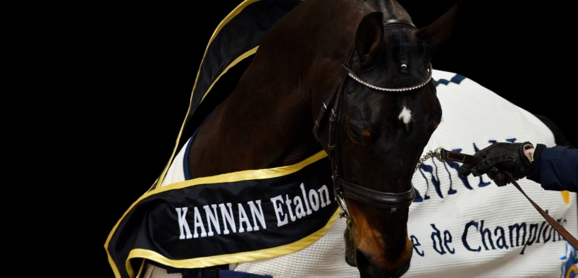 Ecco le classifiche WBFSH Top Sire & Studbook del 2024 3