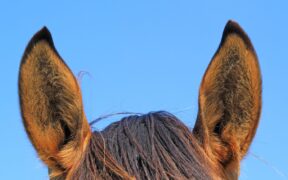 FEI, stop ad interferenze sui peli nei padiglioni auricolari dei cavalli