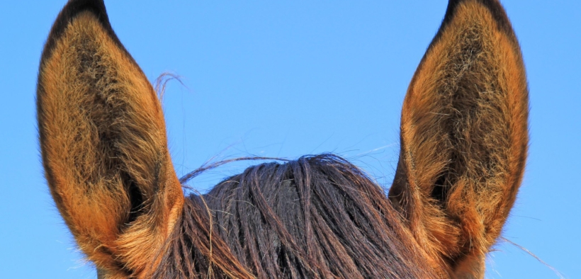 FEI, stop ad interferenze sui peli nei padiglioni auricolari dei cavalli