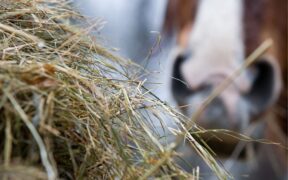 Foraggio per i cavalli: due Best Practices