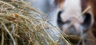 Foraggio per i cavalli: due Best Practices