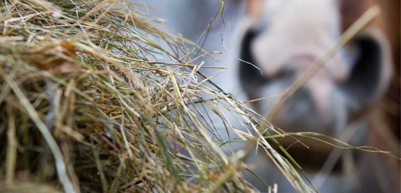 Foraggio per i cavalli: due Best Practices