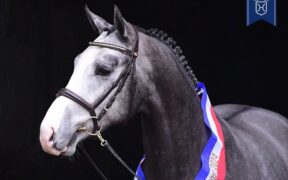 I campioni della licenza Oldenburg e Holsteiner Stallion 2025