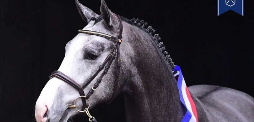 I campioni della licenza Oldenburg e Holsteiner Stallion 2025