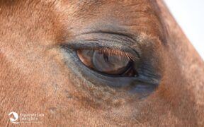 I cavalli possono soffrire di depressione? Cosa ci dice la scienza