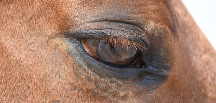 I cavalli possono soffrire di depressione? Cosa ci dice la scienza