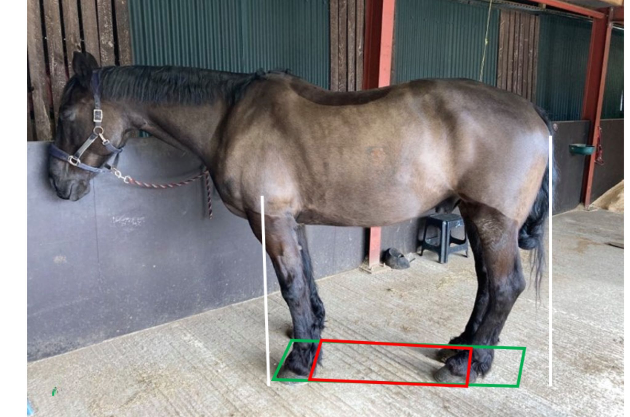 I cavalli possono soffrire di depressione? Tra anedonia e impotenza appresa 1