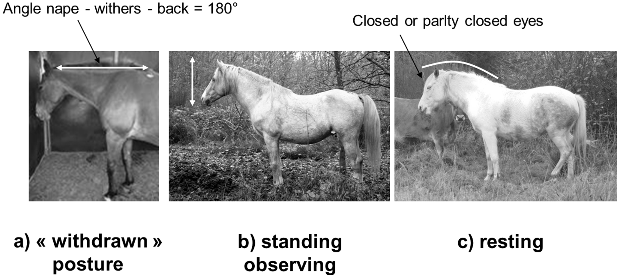 I cavalli possono soffrire di depressione? Tra anedonia e impotenza appresa