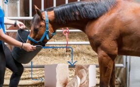 Integratori "fai da te": lievito di birra, lo usi anche tu?