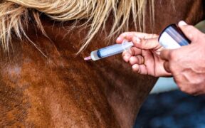 La FEI lancia la nuova HorseApp per la registrazione dei vaccini contro l'influenza equina