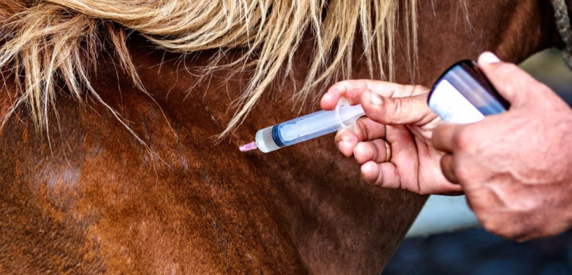 La FEI lancia la nuova HorseApp per la registrazione dei vaccini contro l'influenza equina