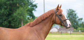 Lo stallone Candy de Nantuel termina con lo sport