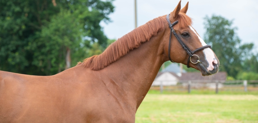 Lo stallone Candy de Nantuel termina con lo sport