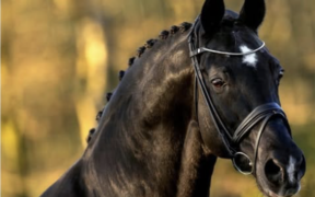 E’ mancato Negro: stallone di punta nell’allevamento di van Olst