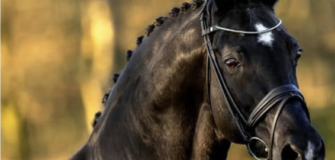 E’ mancato Negro: stallone di punta nell’allevamento di van Olst