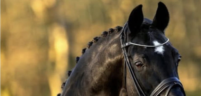 E’ mancato Negro: stallone di punta nell’allevamento di van Olst