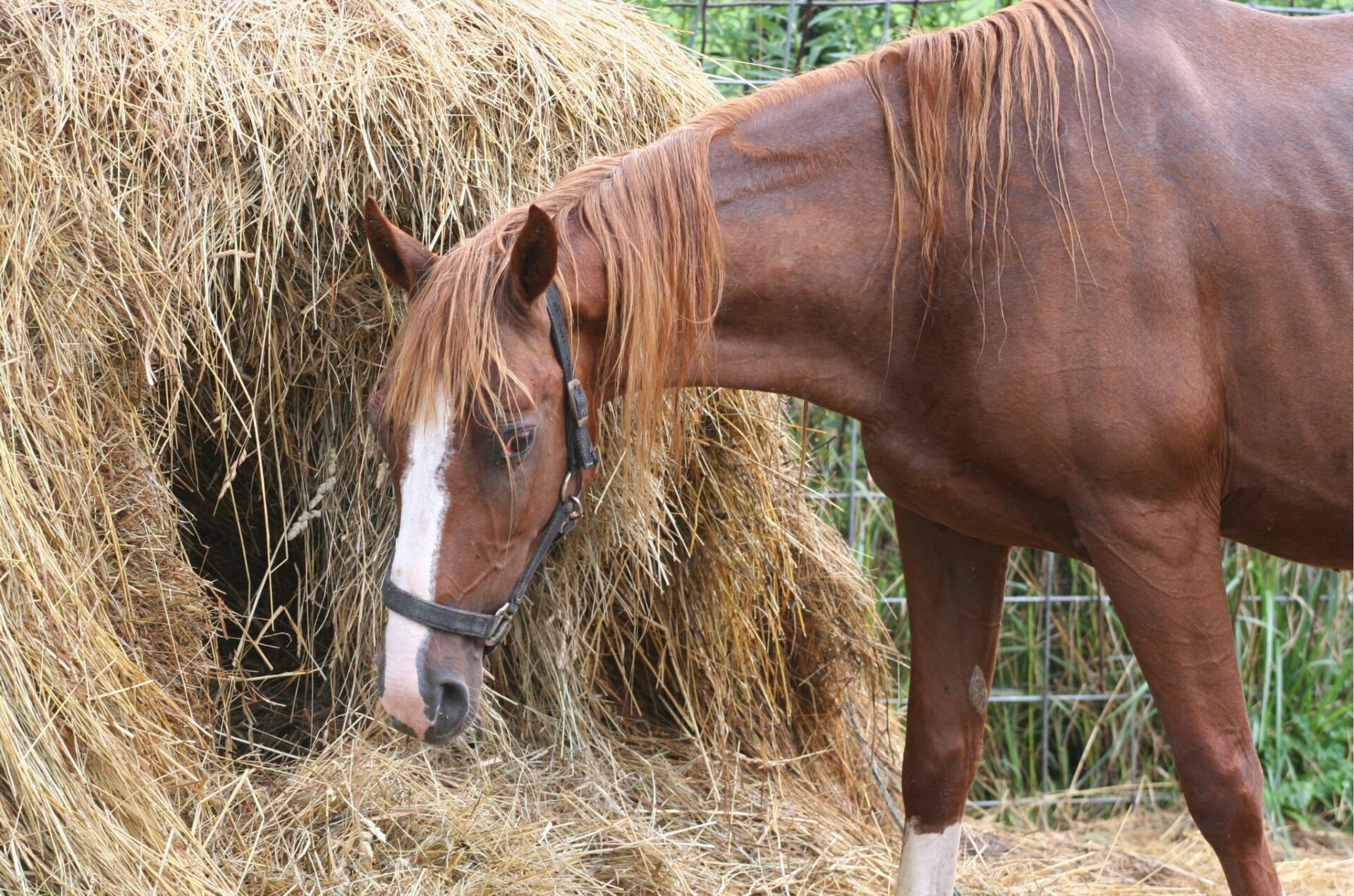 L'alimentazione del cavallo anziano