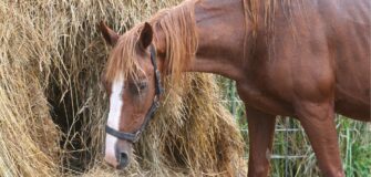 L'alimentazione del cavallo anziano
