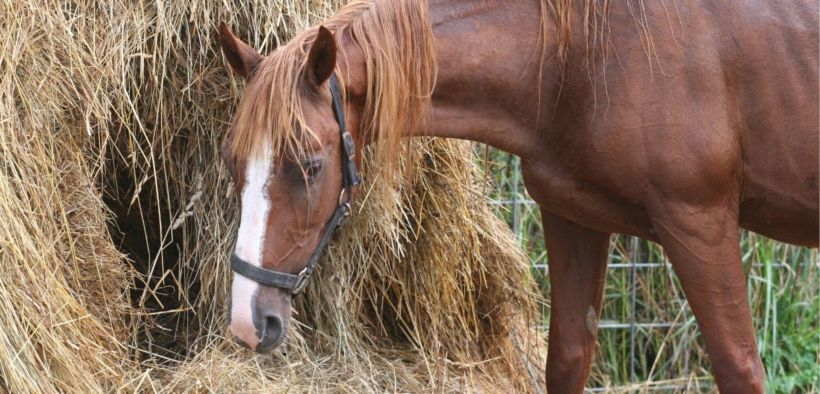 L'alimentazione del cavallo anziano