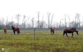 Quando le cure diventano eccessive