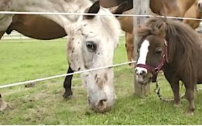 Thumbelina: la cavalla più piccola del mondo