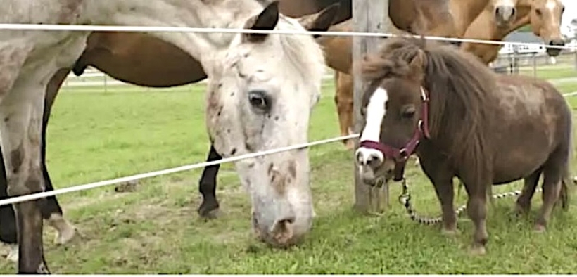 Thumbelina: la cavalla più piccola del mondo