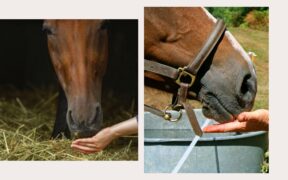 Achtung! Zuccherini e biscotti sì, ma con moderazione