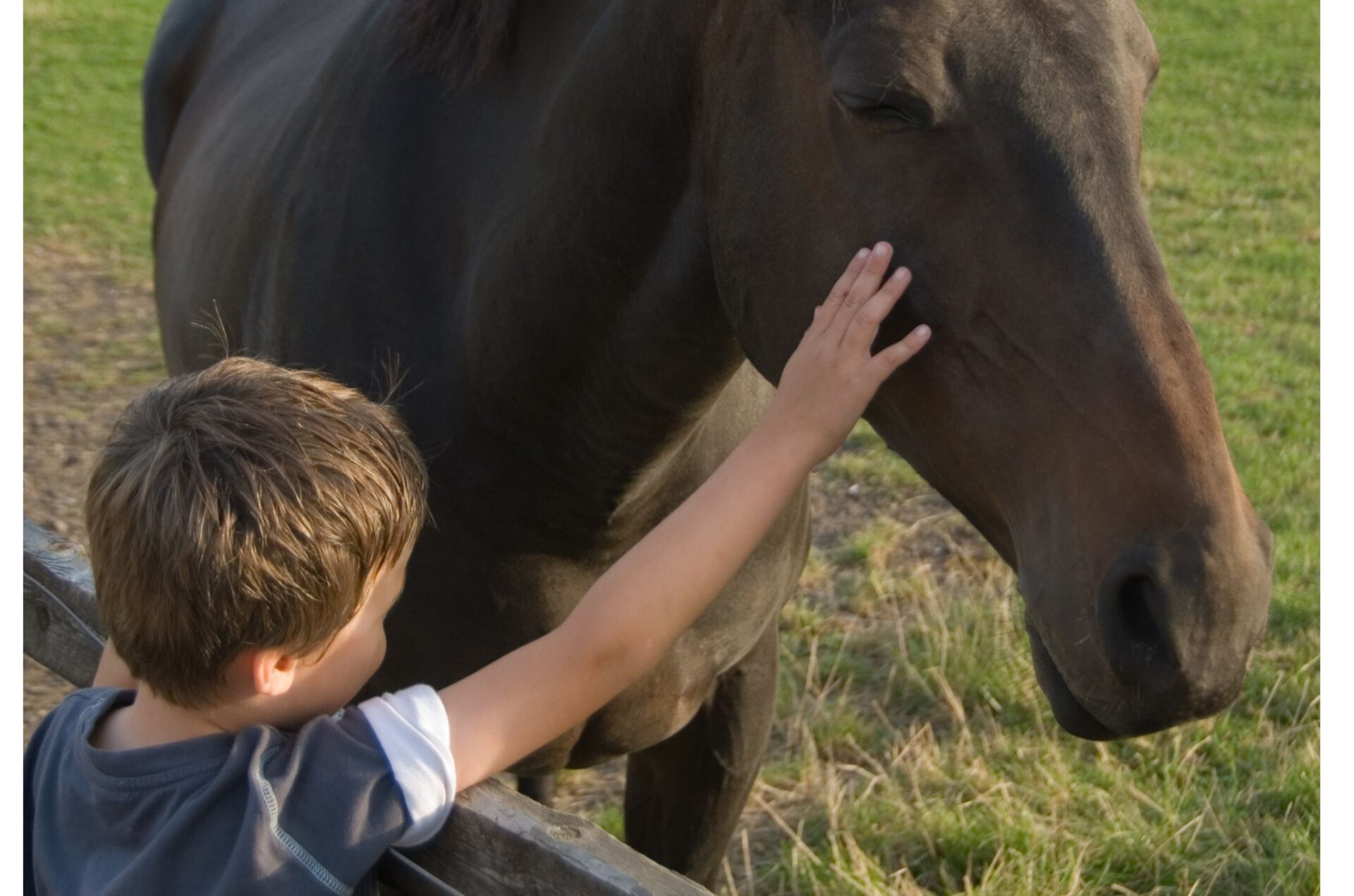 Bambini nello Spettro Autistico: il ruolo dei cavalli sempre più importante