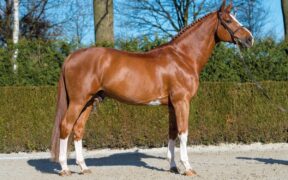 Emerald van't Ruytershof è lo stallone più quotato tra i 3 anni alle aste
