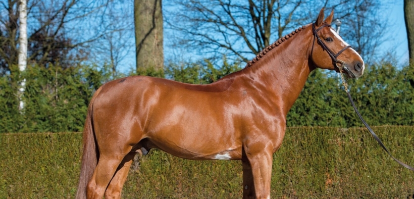 Emerald van't Ruytershof è lo stallone più quotato tra i 3 anni alle aste