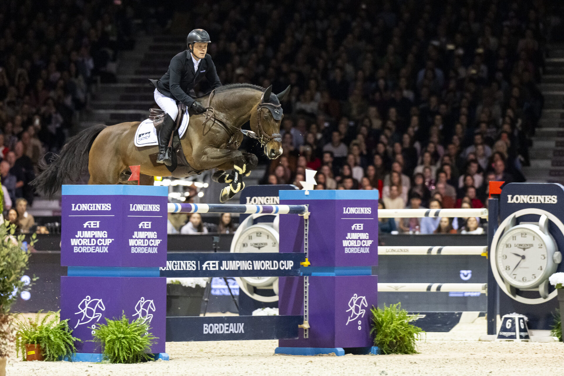 Grandorado TN NOP (G.Eldoradus)