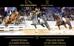 I migliori stalloni Schockemöhle dal vivo a Münster-Handorf (GER)