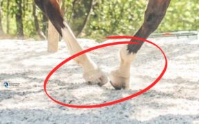 Il mio cavallo ‘si raggiunge’: cause, conseguenze e soluzioni