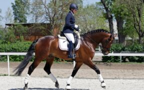 La Federazione Equestre Danese redige nuove linee guida