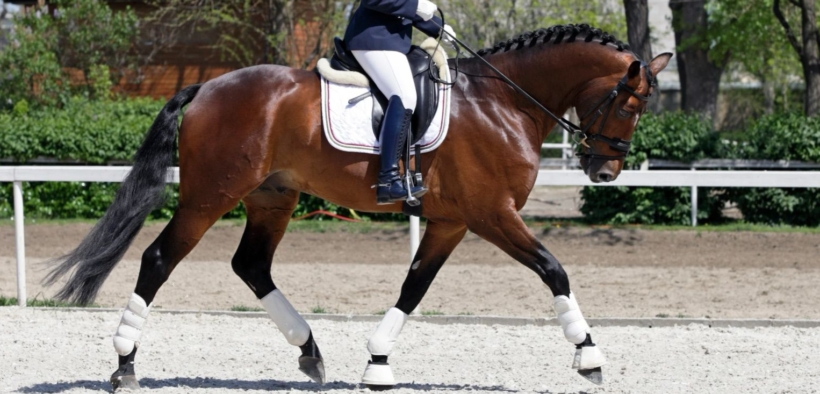 La Federazione Equestre Danese redige nuove linee guida