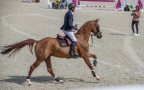 Lo stallone Falko de Hus è deceduto a seguito di una caduta