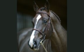 Lo stallone francese Jarnac ci ha lasciato 1