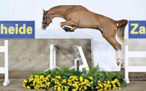 Nuovo spettacolare arrivo tra gli stalloni Schockemöhle: Wingman van de Pitsemburg