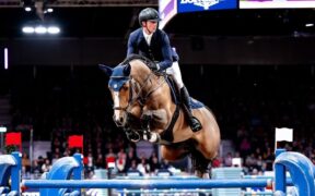 Quali cavalli hanno realizzato il maggior numero di netti nel 2024?