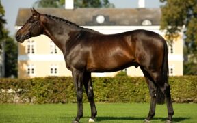 Quali sono i migliori stalloni da Completo?